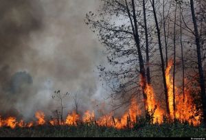 В Петропавловке сгорело более восемнадцати гектаров леса