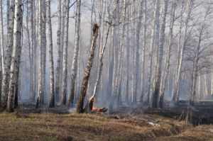 Губернатор Алексей Текслер объявил в Челябинской области пожароопасный сезон