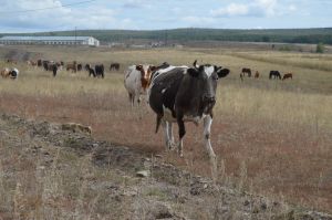 В Аминево вакцинируют частный скот от заболеваний