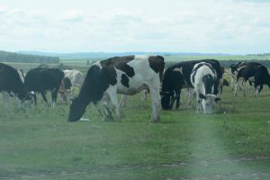 За скот без присмотра жителям Уйского района грозит штраф