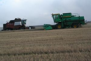 Режим ЧС из-за засухи объявили 19 районов Челябинской области