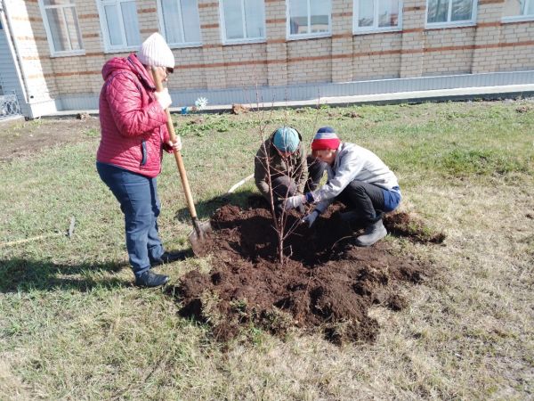 В Аминево культработники высадили саженцы возле местного ДК