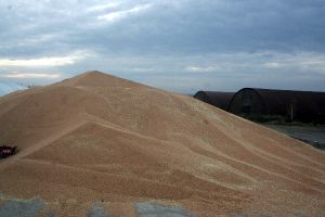 В Уйском районе больше всего зерна с гектара намолотила ООО агрофирма «Южноуральская»