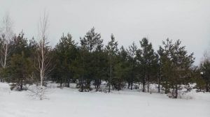 Житель Уйского района незаконно вырубил более 500 сосен