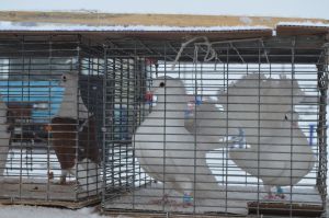 Уйские голубеводы будут участвовать в региональном фестивале