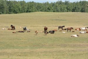 В Уйском районе продолжается кража скота