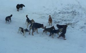 Беловцев беспокоят бродячие собаки