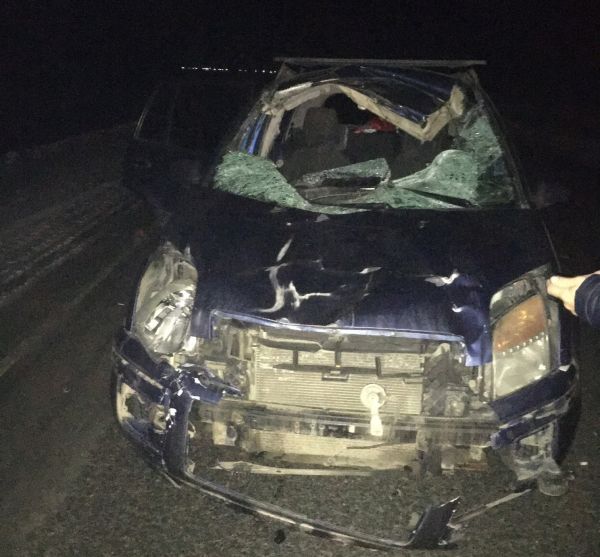 Житель Уйского района сбил лошадь недалеко от Нижнеусцелемово