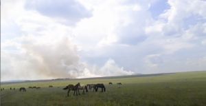 В выходные в Уйском районе пожарные тушили траву