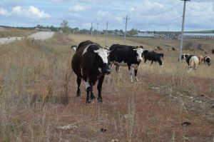 В Уйском районе продолжаются кражи скота