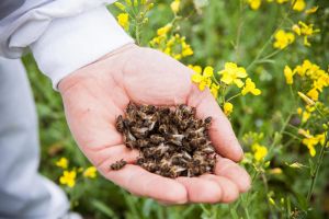 Пчел погибших в Ларинском сельском поселении отправят в лабораторию