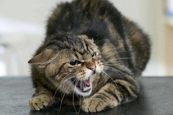 От укусов бешеной  кошки в Уйском пострадали женщина и ребенок