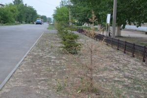 В Уйском на Пионерской улице пожелтели елочки