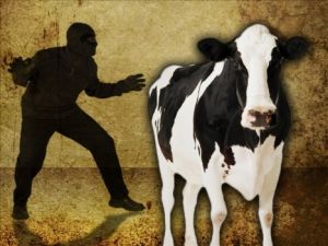 Организованная группировка два года похищала крупный рогатый скот в регионе