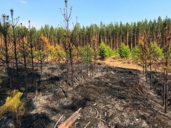 Пожарные ищут очевидцев лесного пожара в Чебаркульском районе
