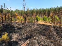 Пожарные ищут очевидцев лесного пожара в Чебаркульском районе