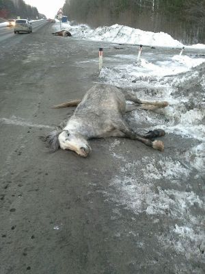 На трассе возле Брюхово сбили лошадь