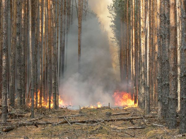Между Уйским и Верхнеуральским  районами вспыхнул  пожар