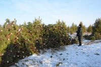 В лесах Челябинской области усилили контроль за незаконной вырубкой леса