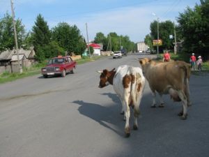 В Челябинской области хозяев бродячего домашнего скота начнут штрафовать