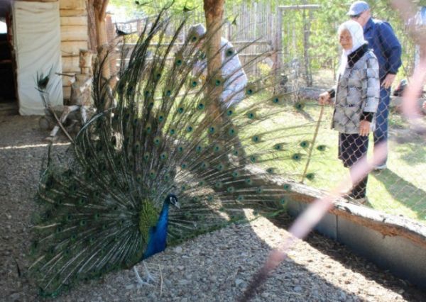 Пожилые люди из Уйского района побывали в &laquo;Долине страусов&raquo;