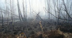 Почти все лесные пожары в Челябинской области тушатся за сутки