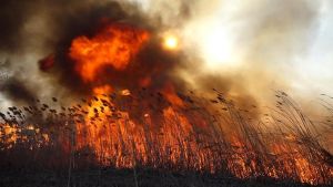 В Уйском районе зафиксировано шесть возгораний