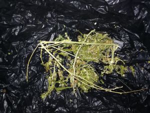 Полицейские изъяли наркотики у жительницы Ларино