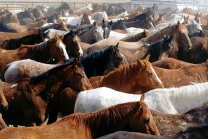 В Нижнеусцелемово похитили 50 голов лошадей