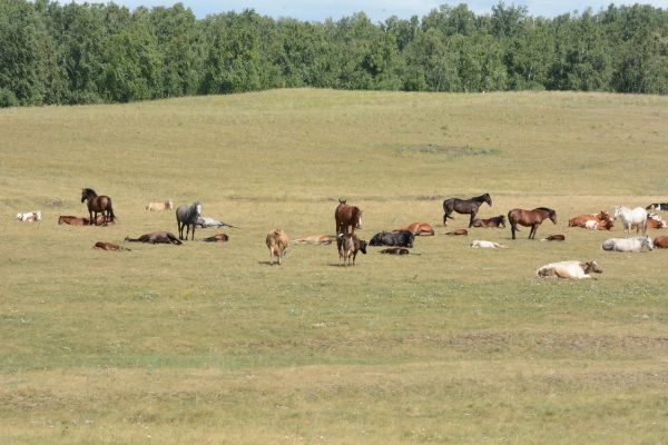 В Нижнеусцелемово ночью украли лошадь