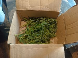 Полицейские изъяли наркотики у жителя Ларино