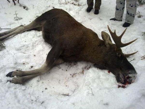 В Челябинской области зафиксирован рост браконьерства