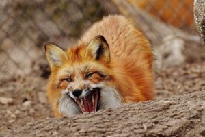В Уйском, в районе Нового Заречья, лисы соседствуют с людьми