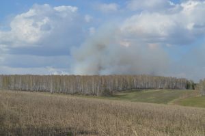 Вчера недалеко от Кочнево и Приданниково загорелся лес