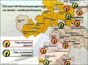 На яровых в Уйском районе обнаружили опасного вредителя